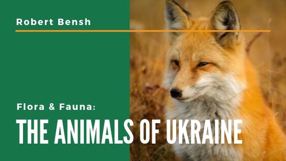 Robert Bensh The Animals Of Ukraine